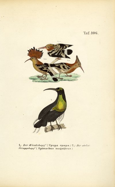  autorstwa J. W. Tenhaeff