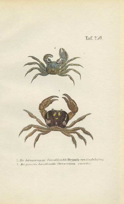 Rogaty krab widmo i krab lądowy autorstwa J. W. Tenhaeff