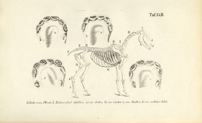 Anatomia konia: rozwój szkieletu i uzębienia autorstwa J. W. Tenhaeff
