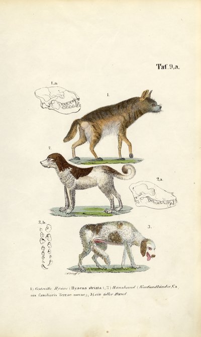 Hiena, pies domowy i stary pies z ilustracjami czaszek autorstwa J. W. Tenhaeff