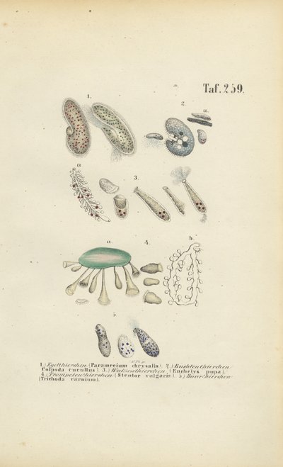 Infusoria: Paramecium, Stentor i inne orzęski autorstwa J. W. Tenhaeff