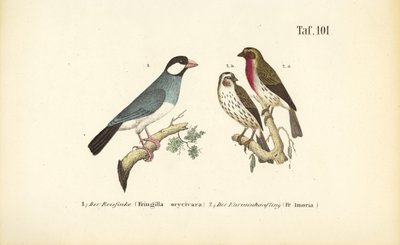 Wróbel zwyczajny i dzwońce zwyczajne autorstwa J. W. Tenhaeff