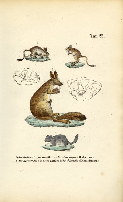 Skaczące gryzonie autorstwa J. W. Tenhaeff