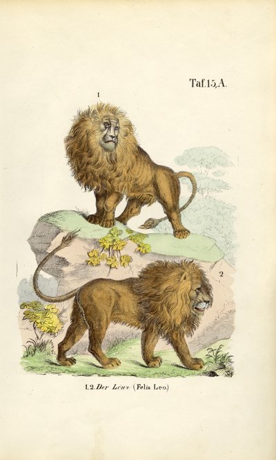 Lwy w różnych pozach autorstwa J. W. Tenhaeff