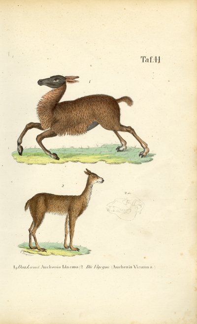  autorstwa J. W. Tenhaeff