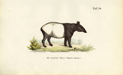 Tapir malajski autorstwa J. W. Tenhaeff