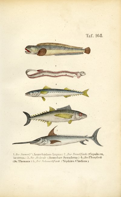 Ryby morskie wód europejskich autorstwa J. W. Tenhaeff
