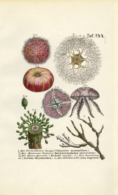  autorstwa J. W. Tenhaeff
