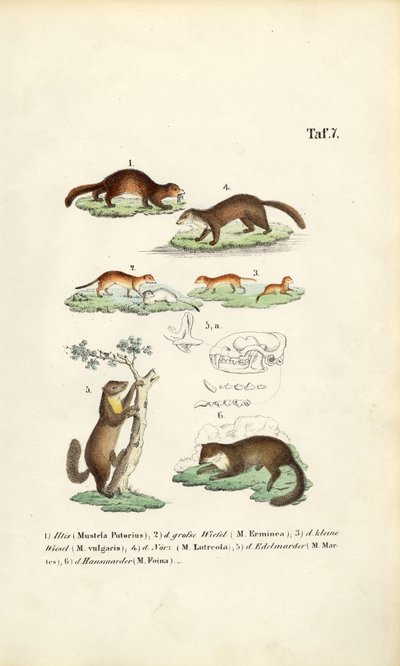 Gatunek kuny z ilustracją czaszki autorstwa J. W. Tenhaeff
