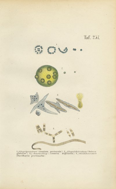 Mikroorganizmy: Gonium, Volvox i inne organizmy jednokomórkowe autorstwa J. W. Tenhaeff