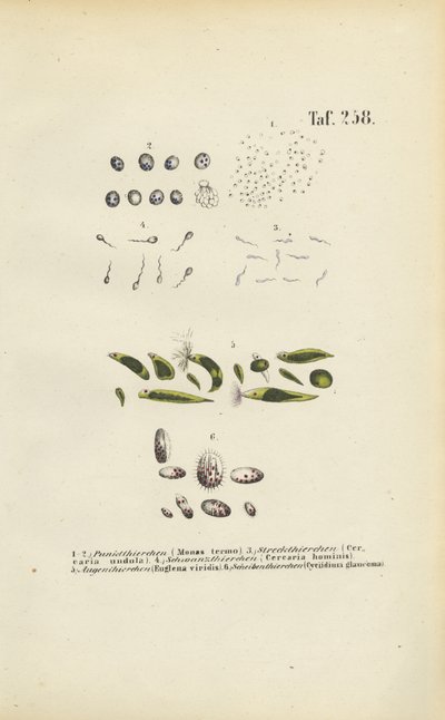  autorstwa J. W. Tenhaeff