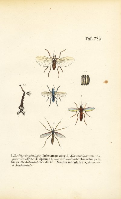 Komary i ich stadia rozwojowe autorstwa J. W. Tenhaeff