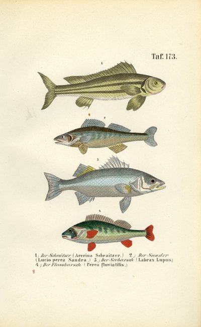  autorstwa J. W. Tenhaeff