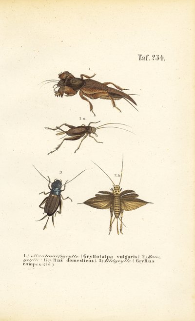  autorstwa J. W. Tenhaeff