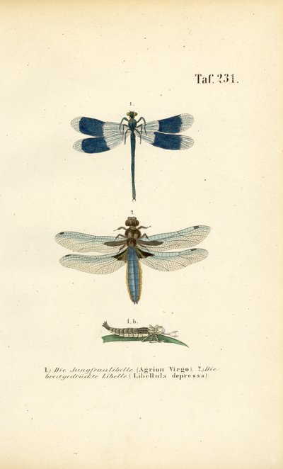 autorstwa J. W. Tenhaeff