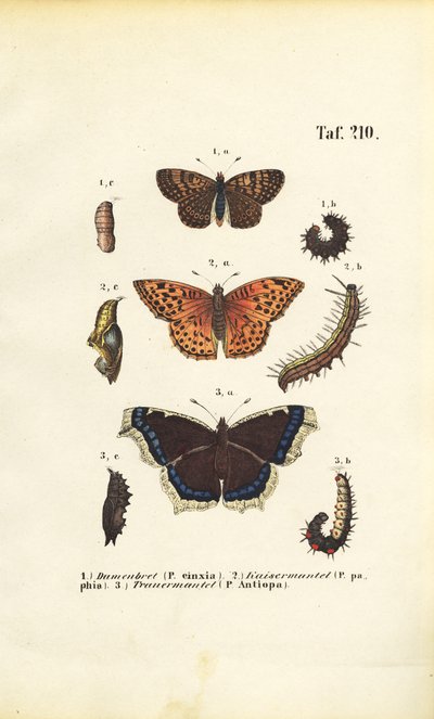 Rodzime fritillary i motyle pędzelkowate ze stadiami rozwojowymi autorstwa J. W. Tenhaeff