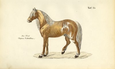  autorstwa J. W. Tenhaeff