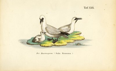  autorstwa J. W. Tenhaeff