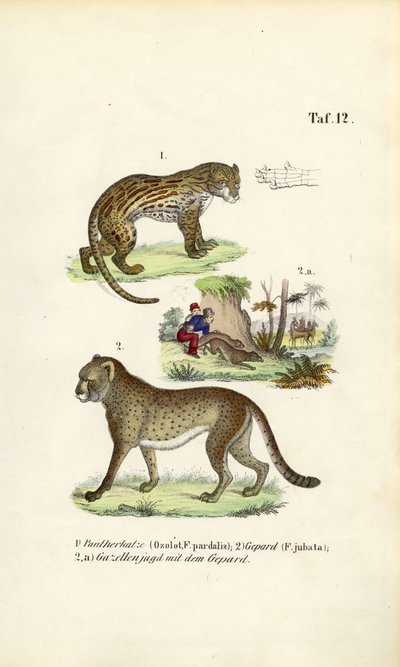 Ocelot, gepard i polowanie na gepardy autorstwa J. W. Tenhaeff