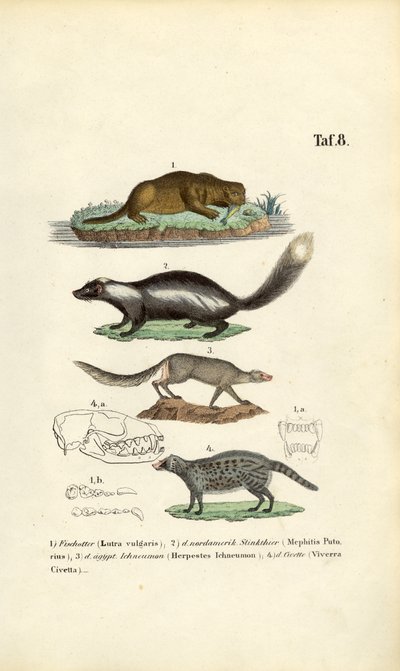 Wydra, skunks, ichneumon i cyweta z ilustracjami czaszek autorstwa J. W. Tenhaeff
