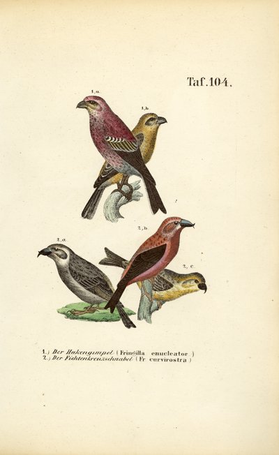 Dzięcioł sosnowy i krzyżodziób czerwony autorstwa J. W. Tenhaeff