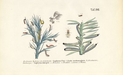 Larwy trociniarki sosnówki i ich rozwój autorstwa J. W. Tenhaeff