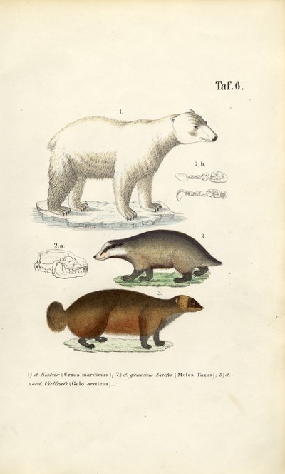 Niedźwiedź polarny, borsuk i rosomak ze szczegółami anatomicznymi autorstwa J. W. Tenhaeff