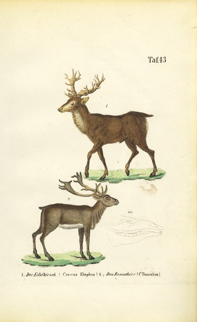 Jelenie i renifery autorstwa J. W. Tenhaeff
