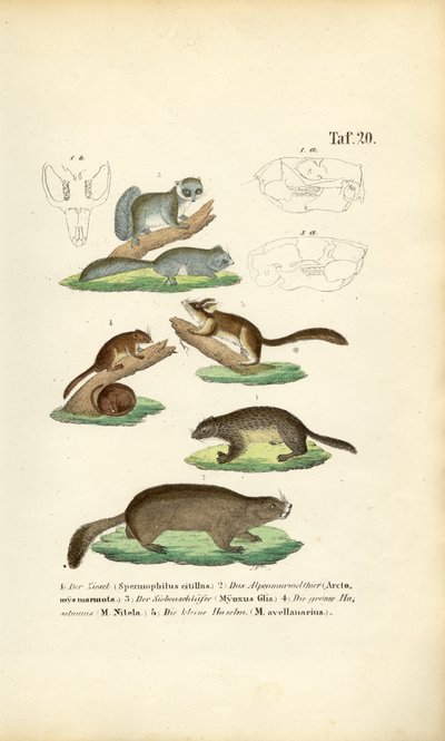 Gryzonie z rodziny wiewiórkowatych i popielicowatych autorstwa J. W. Tenhaeff