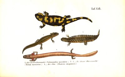 Salamandry i traszki w różnych formach rozwojowych autorstwa J. W. Tenhaeff