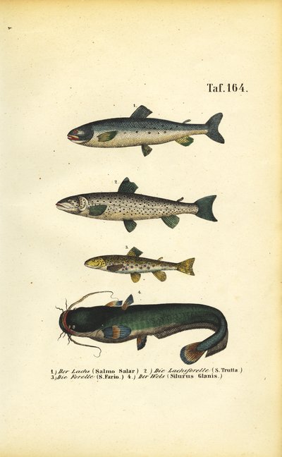 Łosoś, pstrąg i sum autorstwa J. W. Tenhaeff