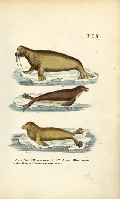 Lew morski, foka i mors autorstwa J. W. Tenhaeff