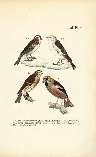 Zając śnieżny, krętogłów i grubodziób autorstwa J. W. Tenhaeff