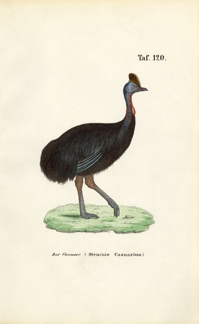Kaszalot południowy autorstwa J. W. Tenhaeff