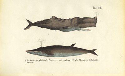  autorstwa J. W. Tenhaeff