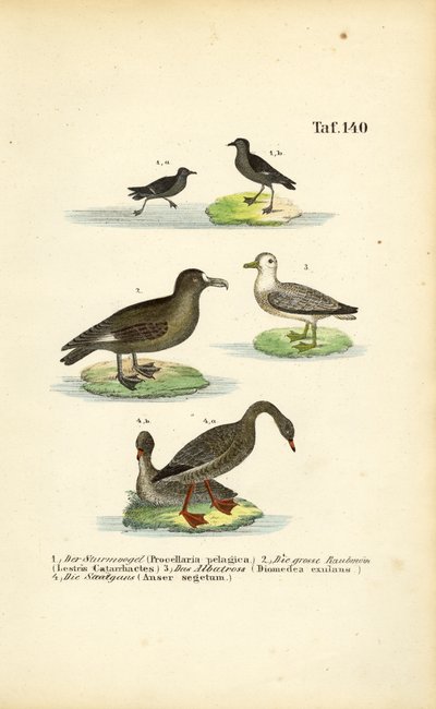 Storm Petrel, Great Skua, Albatros i gęś zbożowa autorstwa J. W. Tenhaeff