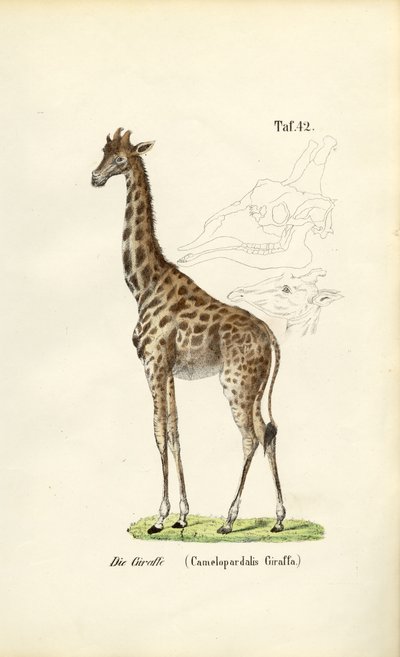  autorstwa J. W. Tenhaeff