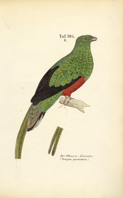 Pavonine Quetzal autorstwa J. W. Tenhaeff