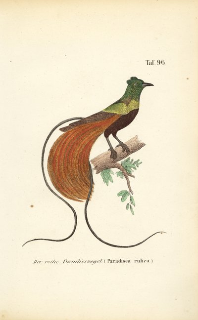 Czerwony Ptak Raju autorstwa J. W. Tenhaeff