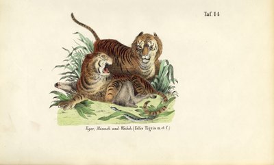 Tygrysy, samce i samice autorstwa J. W. Tenhaeff