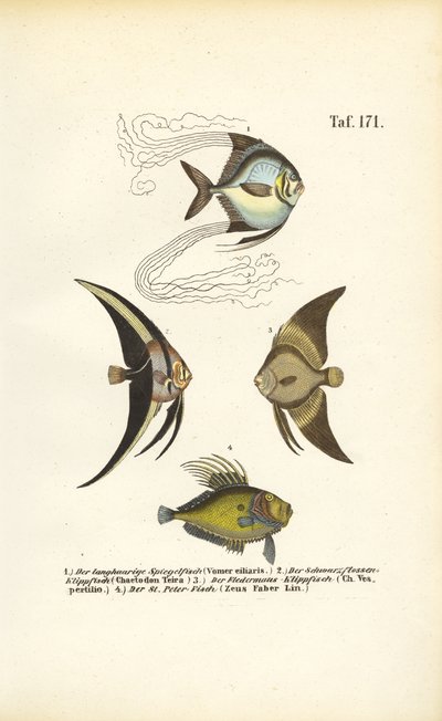 Tropikalne ryby ozdobne autorstwa J. W. Tenhaeff