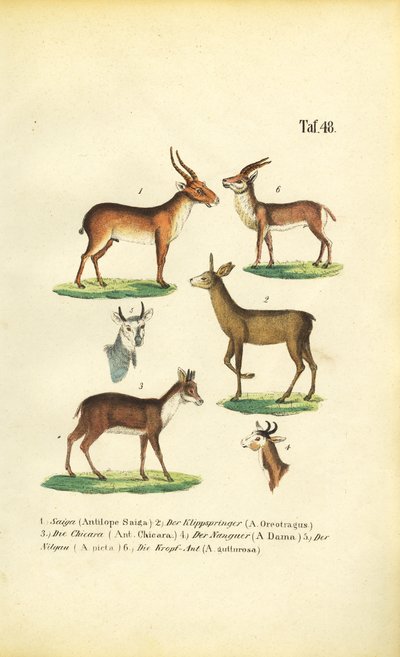 Różne gatunki antylop autorstwa J. W. Tenhaeff