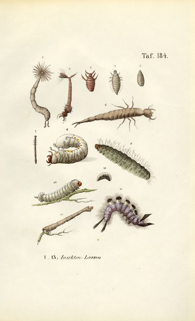  autorstwa J. W. Tenhaeff