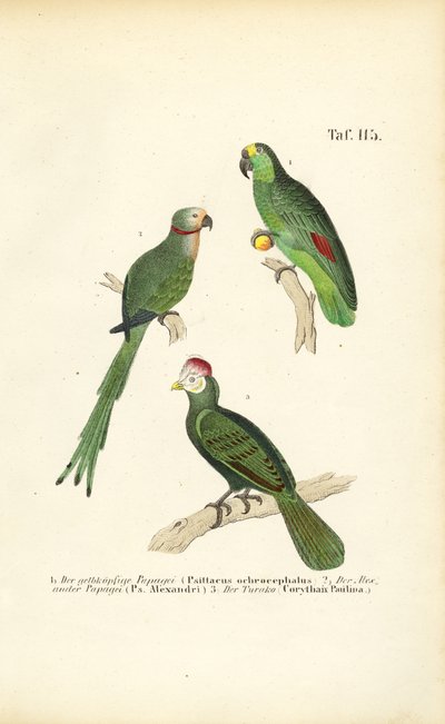  autorstwa J. W. Tenhaeff