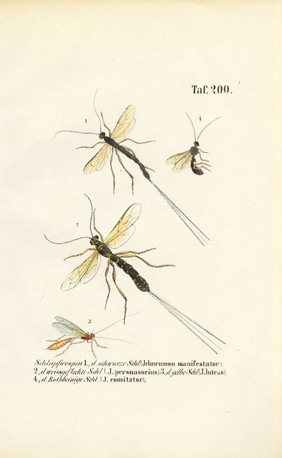 Różne gatunki os ichneumon autorstwa J. W. Tenhaeff