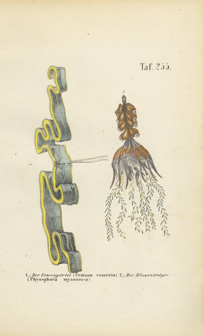 Venus Girdle i Bladderwort autorstwa J. W. Tenhaeff