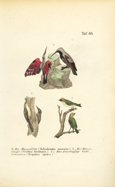 Wall Creeper, Tree Creeper i Firecrest autorstwa J. W. Tenhaeff