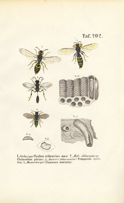 Osy i ich konstrukcje gniazd autorstwa J. W. Tenhaeff