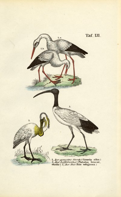 Bocian biały, łyskacz i ibis święty autorstwa J. W. Tenhaeff