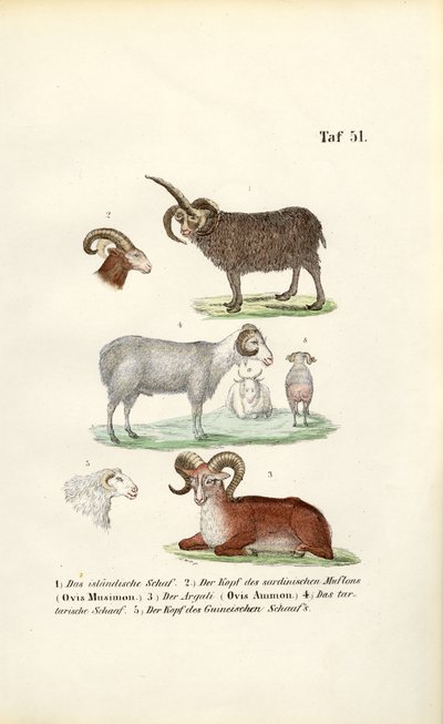  autorstwa J. W. Tenhaeff